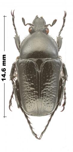 Réf. 255 167 : Bricoptis variolosa